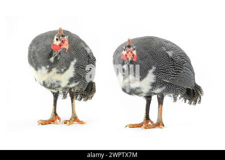 Pintades (Numida meleagris) isolées sur fond blanc en studio. Banque D'Images