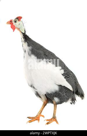 Pintades (Numida meleagris) isolées sur fond blanc en studio. Banque D'Images