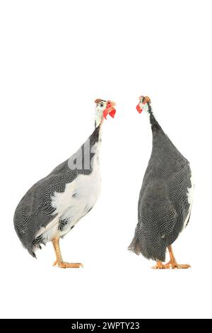 Pintades (Numida meleagris) isolées sur fond blanc en studio. Banque D'Images