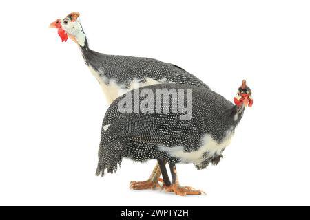 Pintades (Numida meleagris) isolées sur fond blanc en studio. Banque D'Images