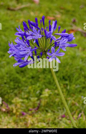 Un amas spectaculaire de fleurs sphériques de lis du Nil, capturé dans un jardin près de la ville coloniale de Villa de Leyva, dans le centre de la Colombie. Banque D'Images