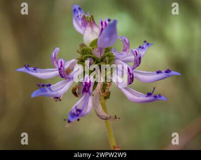 Photographie macro d'une fleur de chat effrayante, capturée dans un jardin près de la ville coloniale de Villa de Leyva dans le centre de la Colombie. Banque D'Images