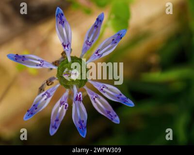 Photographie macro d'une fleur de chat effrayante, capturée dans un jardin près de la ville coloniale de Villa de Leyva dans le centre de la Colombie. Banque D'Images