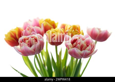 Bouquet de fleurs de tulipes multicolores isolé sur fond blanc. Mise au point sélective. Banque D'Images