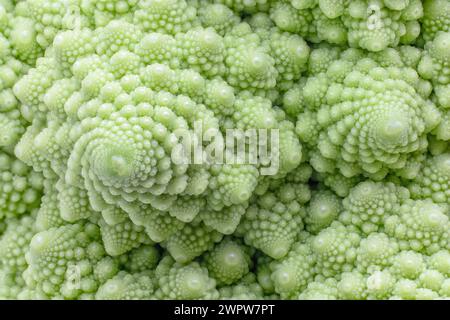 Brocoli romanesco ou chou-fleur roman (Brassica oleracea var. botrytis), Brassicaceae. Cultivar du chou-fleur. Image de fractales naturelles. Banque D'Images