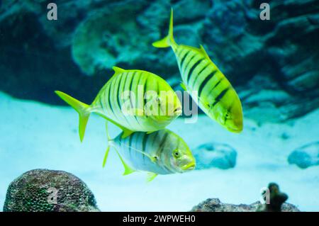 Gnathanodon speciosus rayures noires verticales bandes noires verticales poisson jaune Banque D'Images