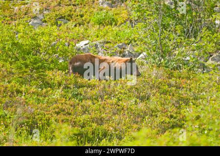 Cannelle Black Bear Ursus americanus le long du sentier Copper Ridge North Cascades National Park Washington State USA Banque D'Images