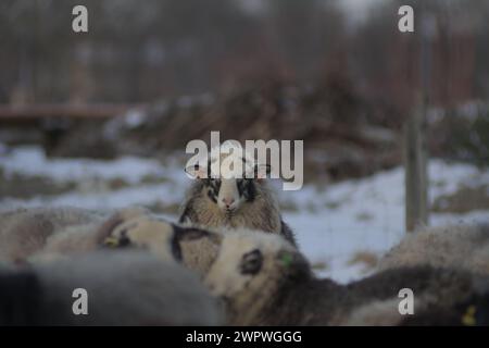 Deux moutons noirs et un mouton blanc dans un champ enneigé Banque D'Images