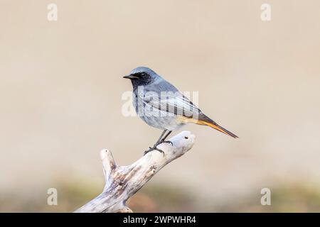 Black Redstart, Phoenicurus Ochruros, Grado, Nord-est de l'Italie Banque D'Images