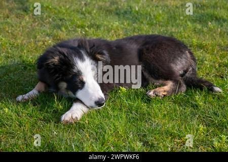 Petit chiot Tricolour Border Collie se reposant après avoir couru à l'extérieur dans un champ Banque D'Images