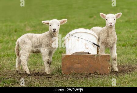 Deux jeunes agneaux mignons et espiègles jouant avec un seau d'alimentation blanc, face à la caméra dans un champ vert. L'agneau au printemps. Horizontal. Copier l'espace Banque D'Images