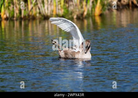 cygnet unique nageant et se nourrissant autour du lac sauvage par jour ensoleillé, étirant son aile et sa jambe - gros plan de loin Banque D'Images