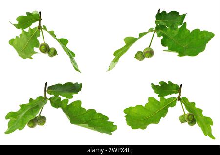 Branche de chêne avec des feuilles et des glands. Gros plan. Isolé. Set pour décor naturel. Plante médicinale. Jeune gland vert sur branche de chêne en été. Banque D'Images