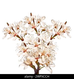 Brindilles de cerise en fleurs isolées sur fond blanc Banque D'Images