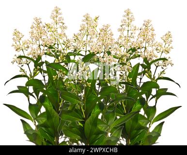 Brindilles de privet florissantes dans la rangée isolées sur fond blanc Banque D'Images