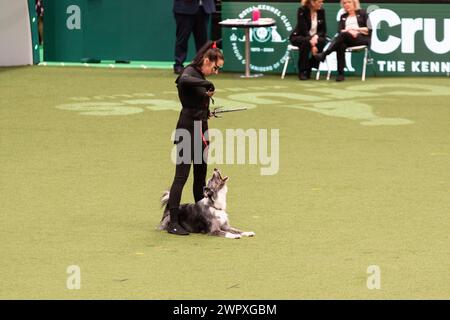 Birmingham Royaume-Uni. 9 mars 2024. Crufts 2024 Internatonal Freestyle Heelwork to Music Genting Arena, main Arena crédit : victoria elsmore/Alamy Live News Banque D'Images