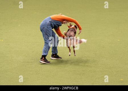 Birmingham Royaume-Uni. 9 mars 2024. Crufts 2024 Internatonal Freestyle Heelwork to Music Genting Arena, main Arena crédit : victoria elsmore/Alamy Live News Banque D'Images