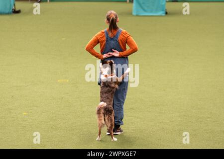 Birmingham Royaume-Uni. 9 mars 2024. Crufts 2024 Internatonal Freestyle Heelwork to Music Genting Arena, main Arena crédit : victoria elsmore/Alamy Live News Banque D'Images