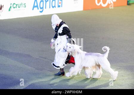 Birmingham Royaume-Uni. 9 mars 2024. Crufts 2024 Internatonal Freestyle Heelwork to Music Genting Arena, main Arena crédit : victoria elsmore/Alamy Live News Banque D'Images