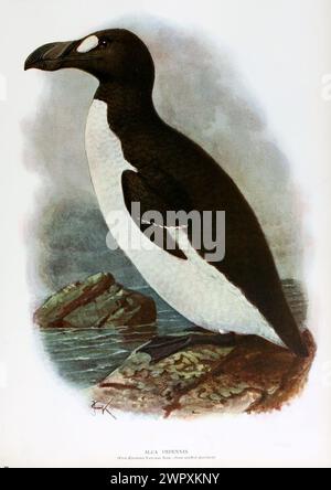 Grand Auk, Pinguinus impennis (anciennement ALCA impennis ). Plaque de livre lithographique vintage de Walter Rothschild 'oiseaux éteints', 19ème siècle, illustration par John Gerrard Keulemans Banque D'Images