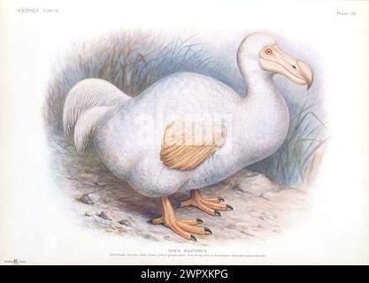 Albinos Dodo Vintage lithographie plaque de Walter Rothschild 'oiseaux éteints', 19ème siècle Banque D'Images