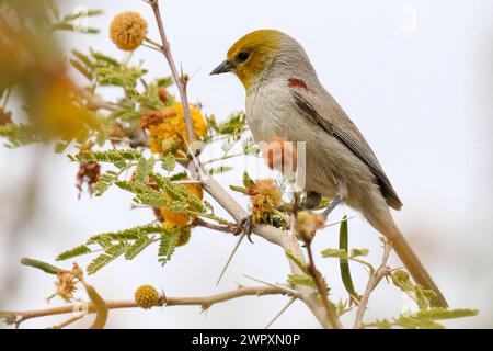 Verdin sur un arbre Acacia dealbata Banque D'Images