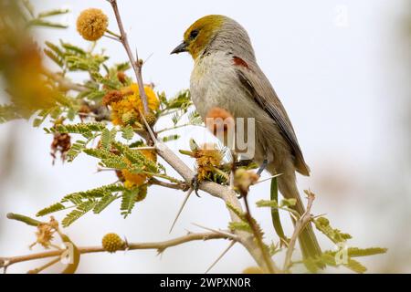 Verdin sur un arbre Acacia dealbata Banque D'Images