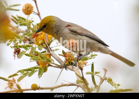 Verdin sur un arbre Acacia dealbata Banque D'Images