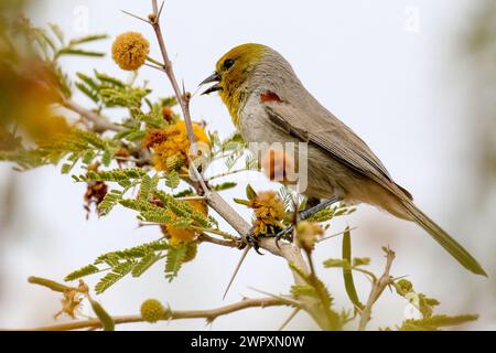 Verdin sur un arbre Acacia dealbata Banque D'Images