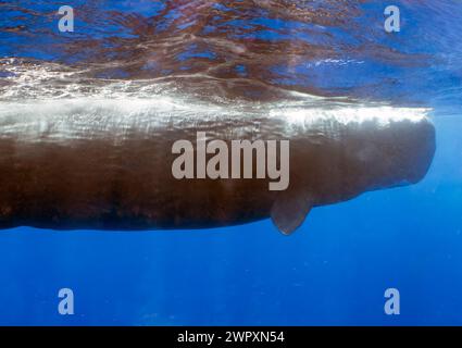 Un cachalot adulte (Physeter macrocephalus) dans la mer des Caraïbes Banque D'Images