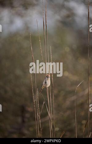 Shrike brune sur l'herbe, Inde Banque D'Images