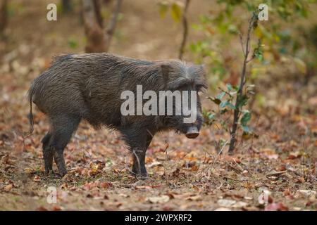 Sanglier dans la forêt indienne Banque D'Images