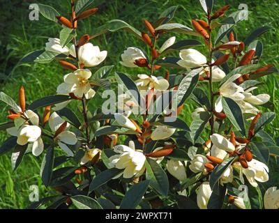 Plante à fleurs Magnolia laevifolia dans le jardin ensoleillé. Arbuste couvert d'abondance de fleurs blanches et de bourgeons bruns et de feuillage vert luxuriant. Formerl Banque D'Images