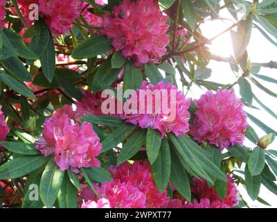 Abondance de fleurs de rhododendron ponticum rose vif dans le jardin ensoleillé. Plante à fleurs rhododendron commune ou rhododendron pontique en pleine floraison. Banque D'Images