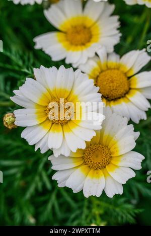 Photo de fleurs sur fond Banque D'Images
