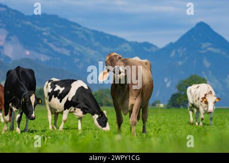 Pâturage de vaches dans les Alpes. Vaches en pâturage sur prairie alpine en Suisse. Herbe de pâturage de vache. Vache sur prairie alpine verte. Vache pâturant sur le champ vert avec Banque D'Images