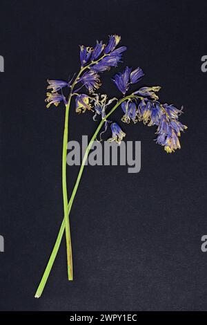 Photo de fleurs sur fond Banque D'Images