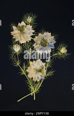 Photo de fleurs sur fond Banque D'Images