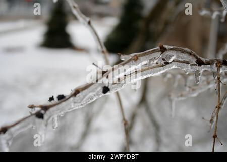 Branches d'arbres après une tempête de pluie verglaçante hivernale Banque D'Images