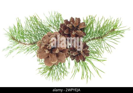 Une branche verte d'un pin avec des cônes. Branches d'arbre de Noël. Branche de conifères avec cônes. Branche de pin isolée sans ombre. LSS hiver Banque D'Images