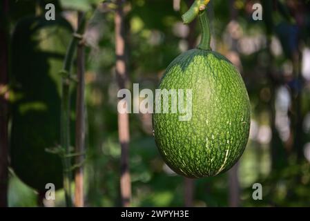 Gourde en figues Banque D'Images