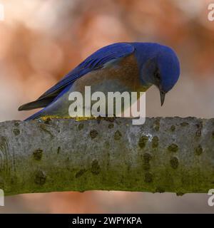 WESTERN Bluebird mâle adulte sur une branche d'arbre regardant vers le bas. Cuesta Park, comté de Santa Clara, Californie. Banque D'Images