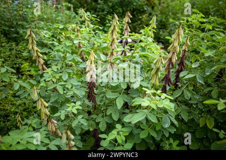 Orok-orok ou Crotalaria longirostrata, la graine et les feuilles de chipiline (Crotalaria pallida). Banque D'Images