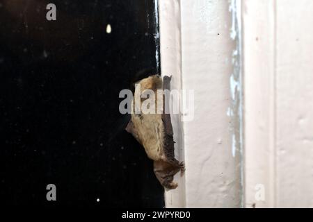 Une chauve-souris s'envola dans la pièce. J'avais peur. J'ai essayé de m'envoler à travers le verre. Elle se pressa contre le cadre. Banque D'Images