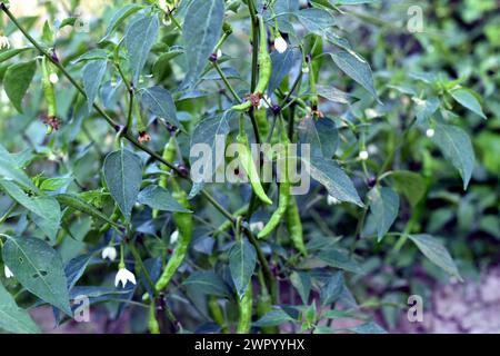 La photo montre un gros plan d'un buisson de piments chauds avec des gousses vertes non mûres sur les branches. Banque D'Images