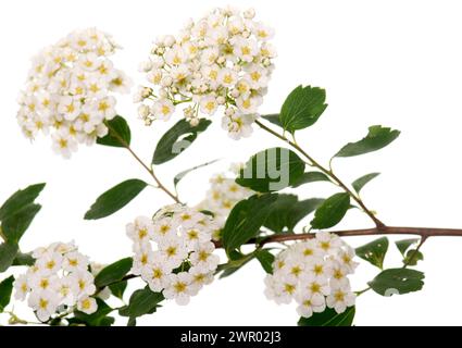 Fleur de Viburnum tinus devant fond blanc Banque D'Images