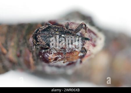 Charançon de la fleur de pommier (Anthonomus pomorum). L'un des plus importants ravageurs des pommiers dans les vergers et les jardins Banque D'Images