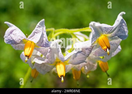 Fleurs aux pétales blancs et étamines jaunes contre la verdure. Banque D'Images