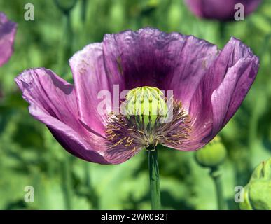 Détail de la fleur de pavot à opium, en latin papaver somniferum, le pavot à fleurs de couleur violet foncé est cultivé en République tchèque pour l'industrie alimentaire Banque D'Images