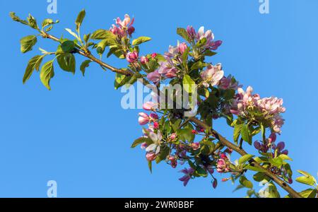 Fleur de pommier en latin Malus domestica Banque D'Images